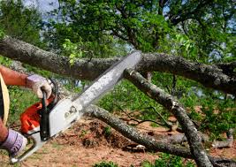 Best Commercial Tree Services  in Thorndale, TX