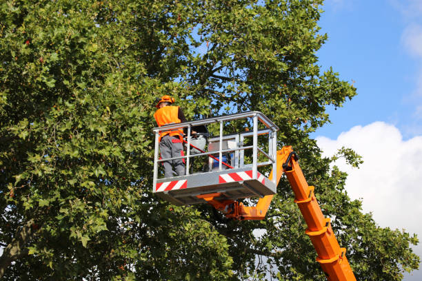 How Our Tree Care Process Works  in  Thorndale, TX